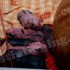 6只小小兔~~